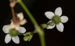 Summer spurge